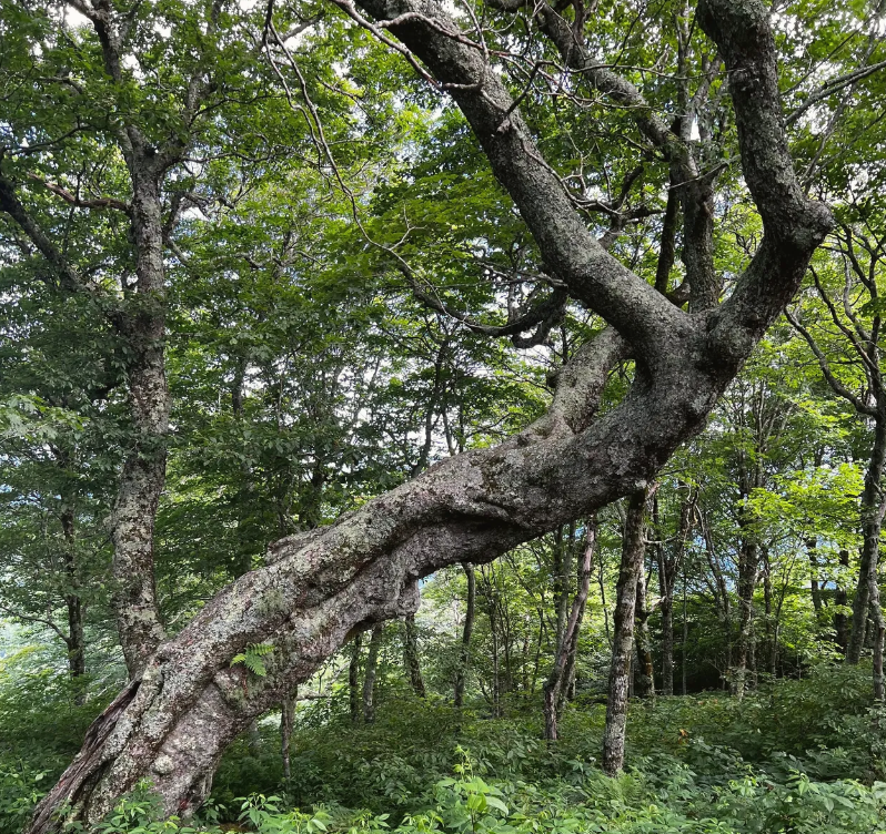Roan Highlands Adventure: A Taste of the Appalachian Trail
